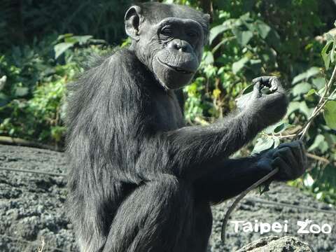 最年長黑猩猩過世-「阿美」享年51歲