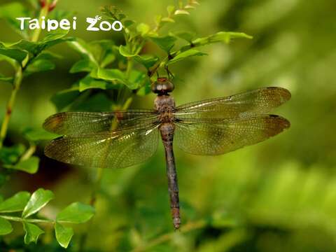 灰影蜻蜓黃昏短暫現身-動物園初紀錄夢境成真
