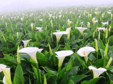 海芋、兰花争妍　春天来台北赏花