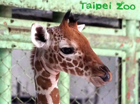 稱職媽咪貼身顧牢牢〜長頸鹿「麥芽」穩定成長（Taipei Zoo News）