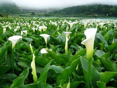 228連假歡迎來花現天母！竹子湖海芋季將於3月26日登場
