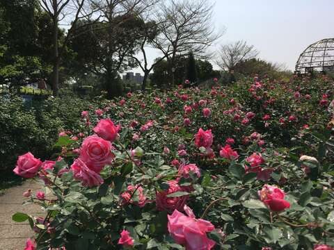 臺北玫瑰園花開燦爛 玫瑰媽媽傳承有人