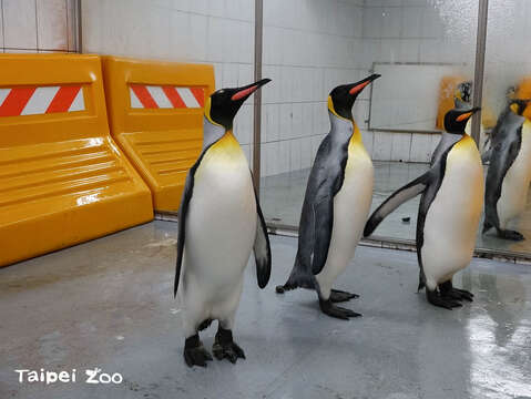 高齡動物福祉靠細心照料～國王企鵝初次白內障手術