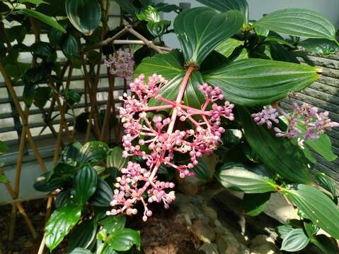 小果實各異其趣 臺北典藏植物園等您尋寶