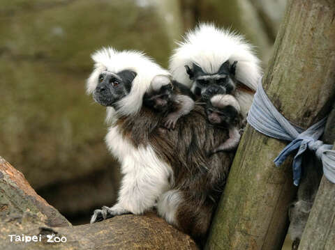棉頭絹猴家族誕三胞胎 媽媽奶水不足憂喜參半