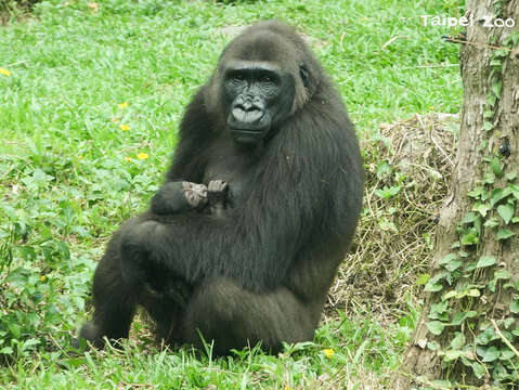 金剛猩猩喜迎二寶 「呷百二」晉級當哥哥