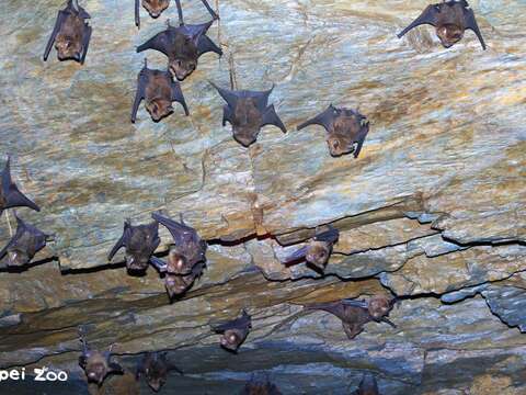 蝙蝠育嬰季~蝠寶獨立行為首公開