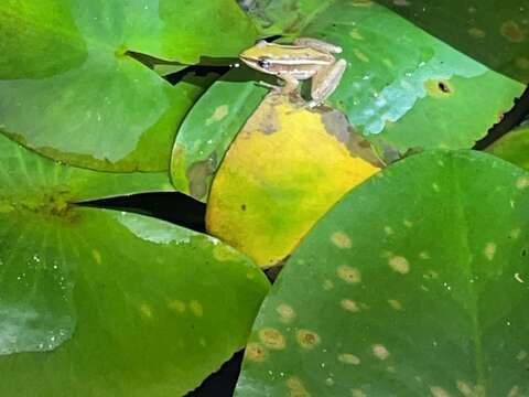 許臺北赤蛙一個未來-動物園啟動環境測試