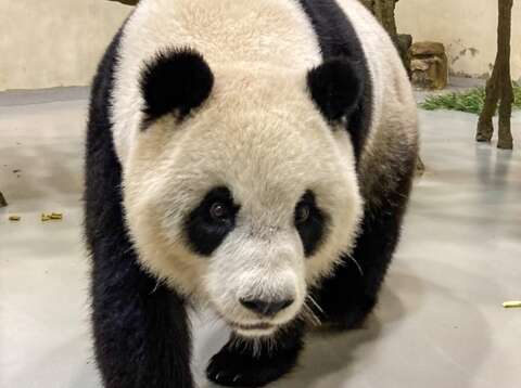 「台北市立動物園」オンラインで動物の近況を報告