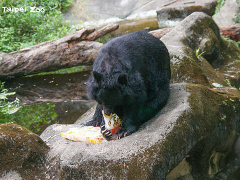 台北市立動物園 野菜/果物の国旗アイスで感謝を