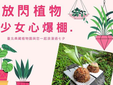七夕情人節は台北典蔵植物園でビカクシダを鑑賞