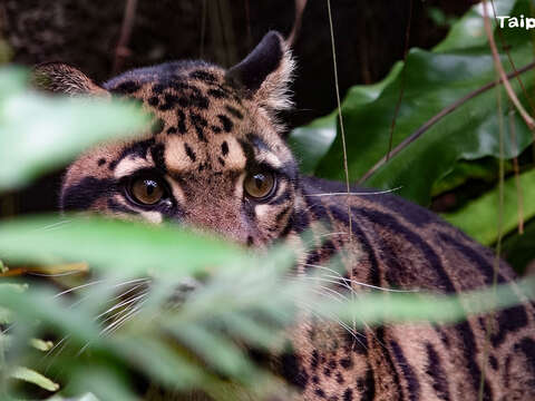 International Clouded Leopard Day: Latest Updates on Taipei Zoo’s “Suki”