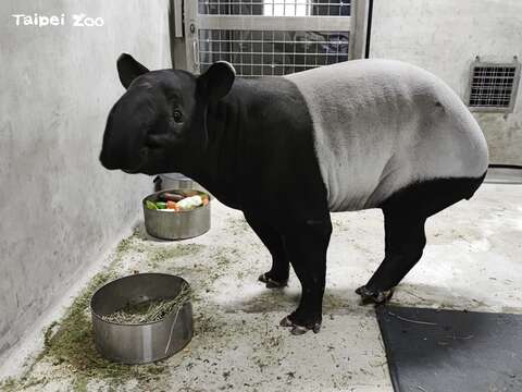 马来貘家族再添新血 轻熟女「Putri」来台配对