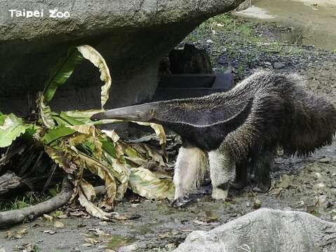 大食蚁兽会神隐？睡觉实录大公开