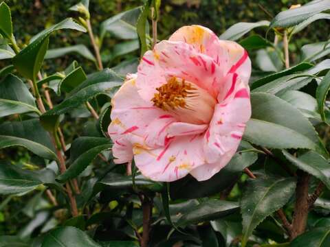 2022台北茶花展「春花百韻」 百年茶花藝術饗宴