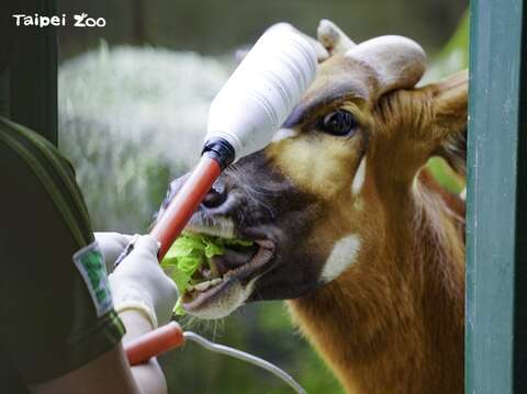 訓練「斑哥羚羊」費盡耐心，只為掌握動物健康狀況