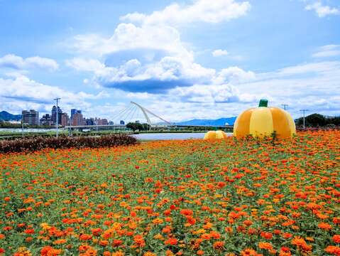 ทุ่งดอกไม้สีเหลืองอร่ามแสนโรแมนติกเบ่งบานที่สวนสาธารณะริมน้ำต้าเจีย(Dajia Riverside Park) 