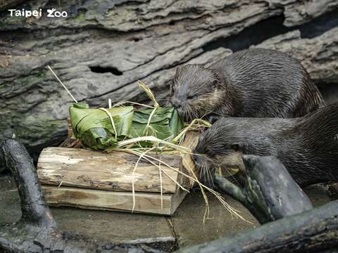 動物園「不對外開放」倒數 端午節陪動物吃冰消暑
