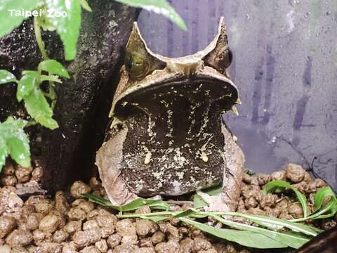 來自雨林落葉堆中的大胃王~三角枯葉蛙成功下蛋
