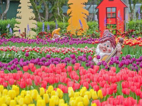 賞花報馬仔來啦！新春假期訪士林官邸 「兔年」應景花卉迎新年