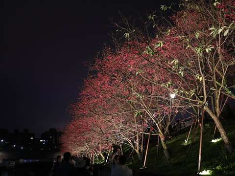 เทศกาลเชยชมดอกซากุระเบ่งบานยามค่ำคืนประจำปี 2566
