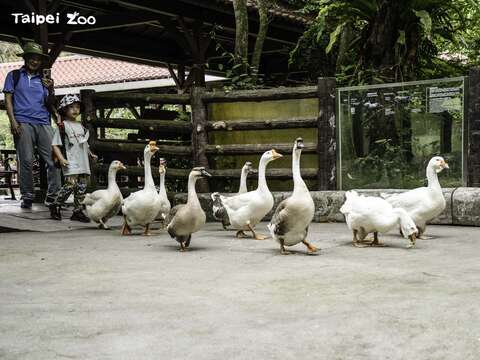 Cepat Datang ke Kebun Binatang Taipei Melihat Parade Angsa yang Lucu!