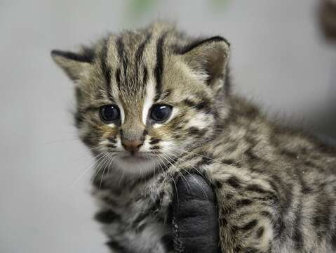 Health checkup for young leopard cat cubs
