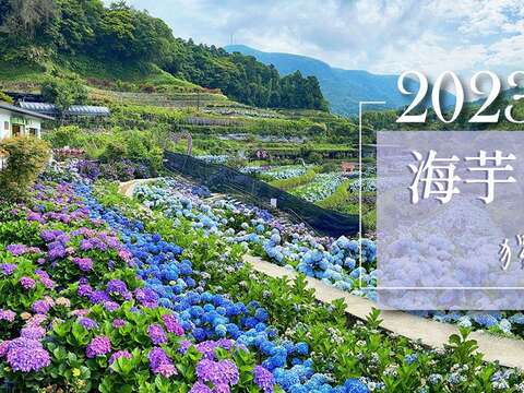 「2023竹子湖繡球花季」520浪漫開跑！
