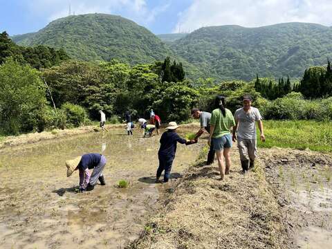 Revive the Legend of Ponlai Rice! Hutian Community and National Taiwan University Collaborate to Restore an Heirloom Rice Variety