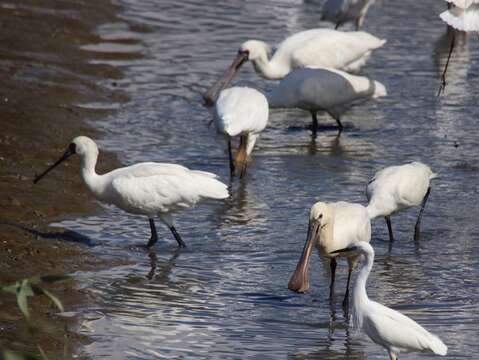 冬候鳥季精彩展開 社子島濕地成絕佳觀賞地點