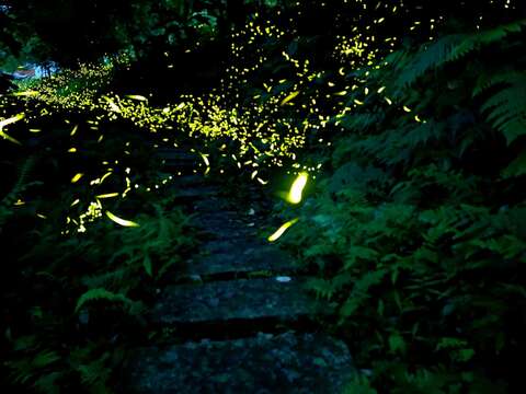南港茶山夏日「萤河系」 茶制场赏萤趣