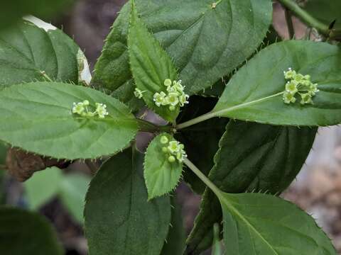 珍稀叶上花让您大开眼界 台湾青荚叶现身典藏植物园