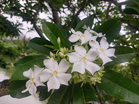 海檬果白花盛放 南港公园山水映衬如诗如画