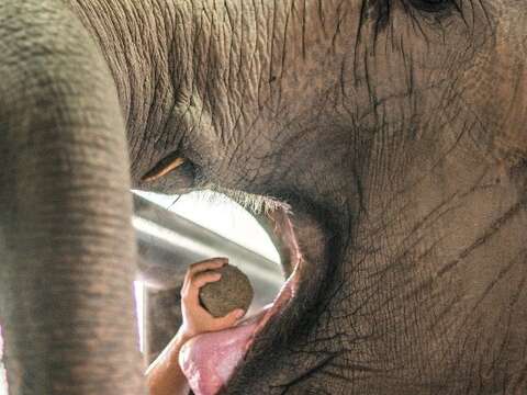 保育員精心製作窩窩頭 讓亞洲象乖乖吃維他命