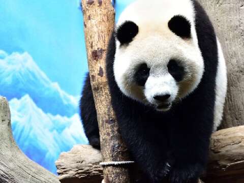 動物夏夏叫開鑼 粉絲為「圓仔」慶生