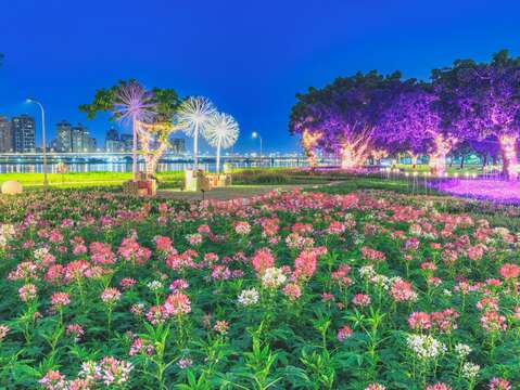 Vibrant Sea of Flowers at Yanping Riverside Park Welcomes Christmas with Romantic Dandelion Lights