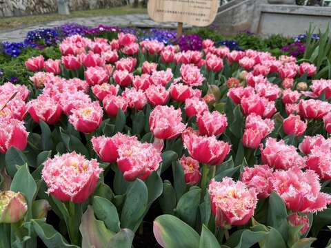 这是郁金香?荷兰、日本品种令人大开眼界 士林官邸精选市集 赏花还能大啖台湾美食