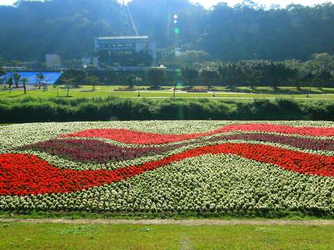 貓纜打卡新「嬌」點  道南河濱圖騰花海好美