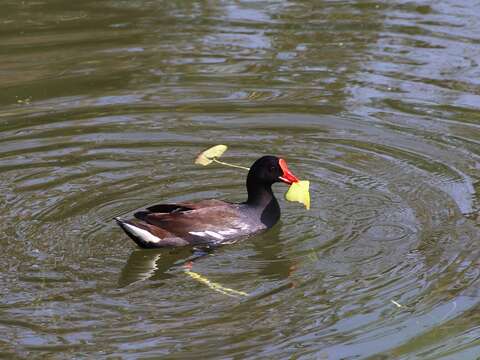 關渡自然公園 初四開園走春喜迎金雞