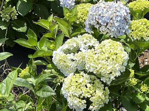 绣球花海正盛开　欢迎打卡赏花趣
