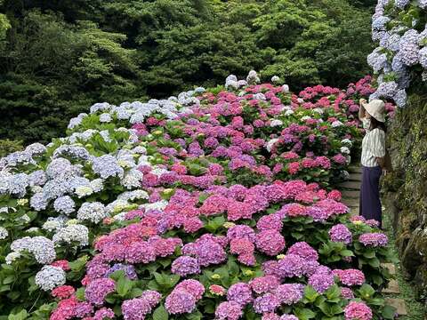 初夏最美花海 竹子湖绣球花季 5/23 浪漫登场