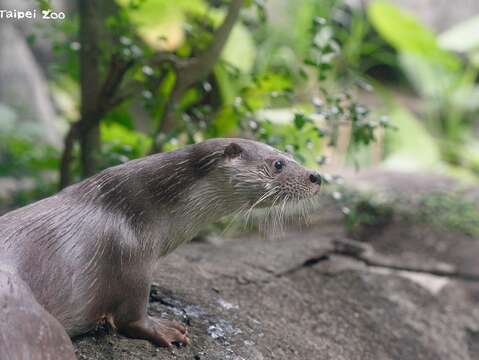 522国际生物多样性日、528世界水獭日活动 金门、台北携手护水獭