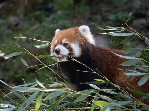 国际小猫熊日 就i爱小猫熊