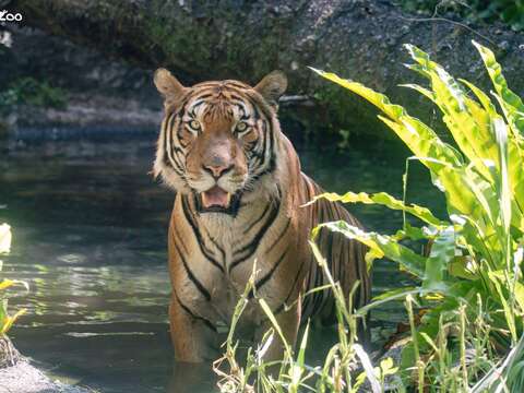 Malayan Tiger "Arhaa" Appears in the Tropical Rainforest Area