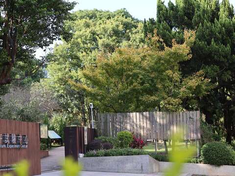 赏枫・观银杏・看茶梅 阳明山秘境报你知