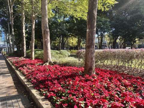 圣诞节应景 青年公园、大安森林公园花卉换新装