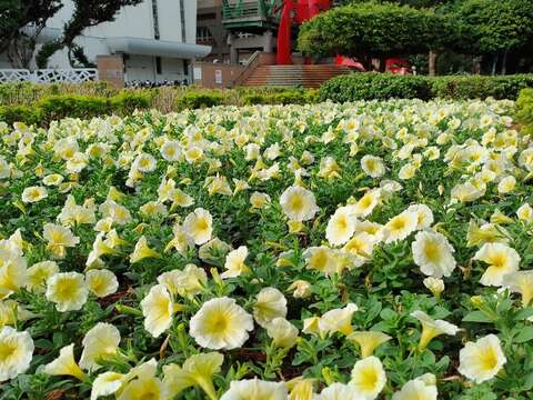 北市冬季双美 陆莲花贵气登场 牵牛花暖你的眼 