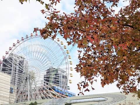 Like a fire in winter, the maple leaves in Taipei have turned red to welcome the New Year.