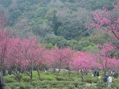 不只赏花 阳明山花季推出低碳後花园特展