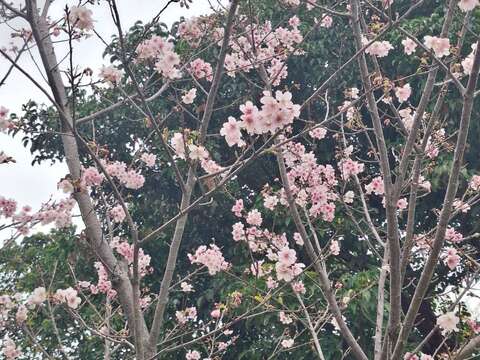 踩飞轮、赏樱花　大安森林公园邀您活力迎新年